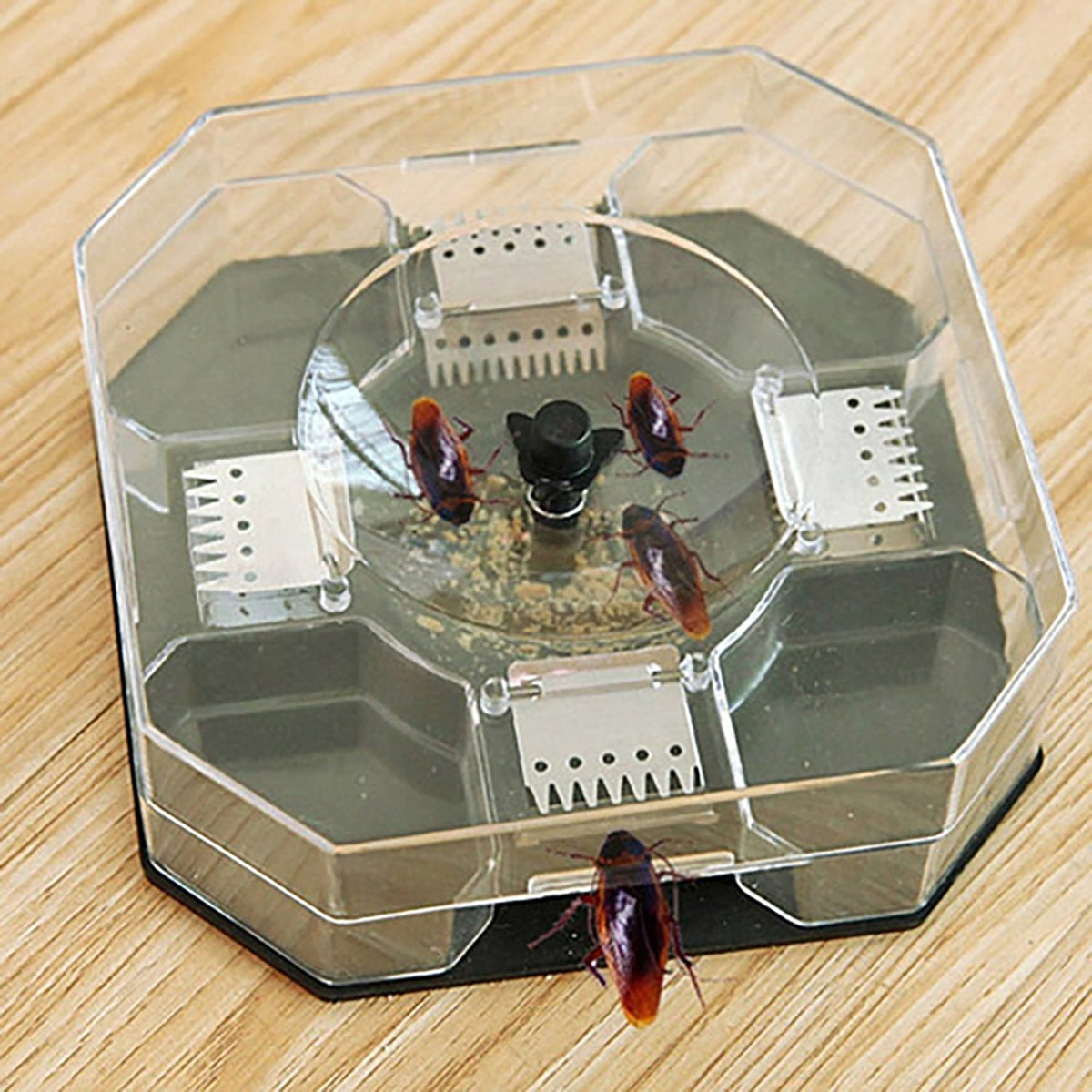 A clear plastic hexagonal trap with a dark gray base contains four brown cockroaches and bait powder on a wooden surface.